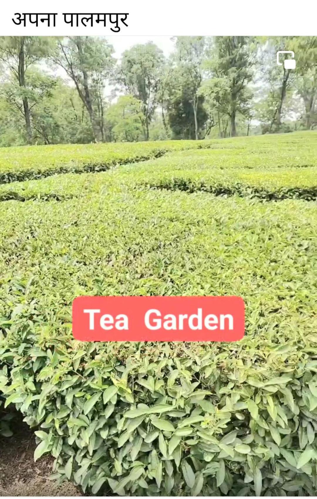 Tirthan Crest Homestay Banjar Экстерьер фото